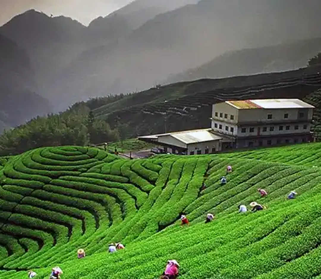 Ranikhet Tour Package from Delhi
