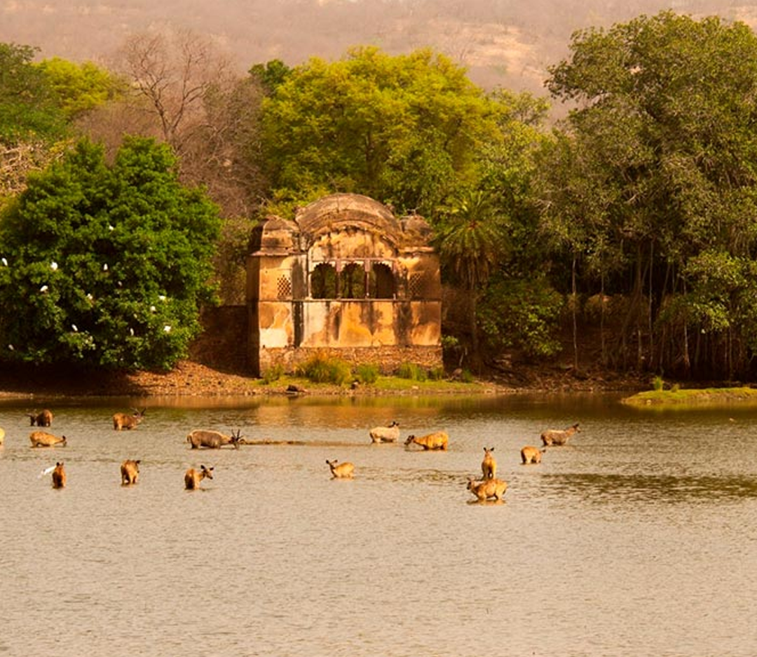 Ranthambore Tour Package from Delhi